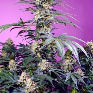 Image 1 of Monster Maker cannabis by Sweet Seeds – 12/12 Photoperiod – Suited for indoor growing – Lemon – Seed City