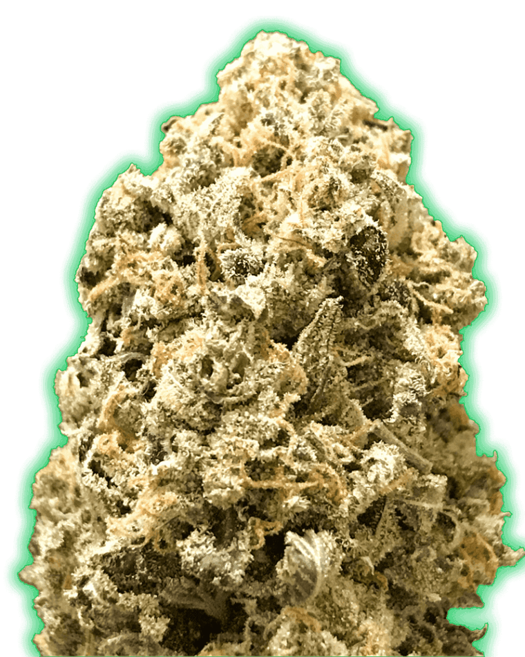 Monster Pebbles by Monster Genetics – Super Strength – 12/12 Photoperiod – Tall (140cm plus) – image 1 – Seed City