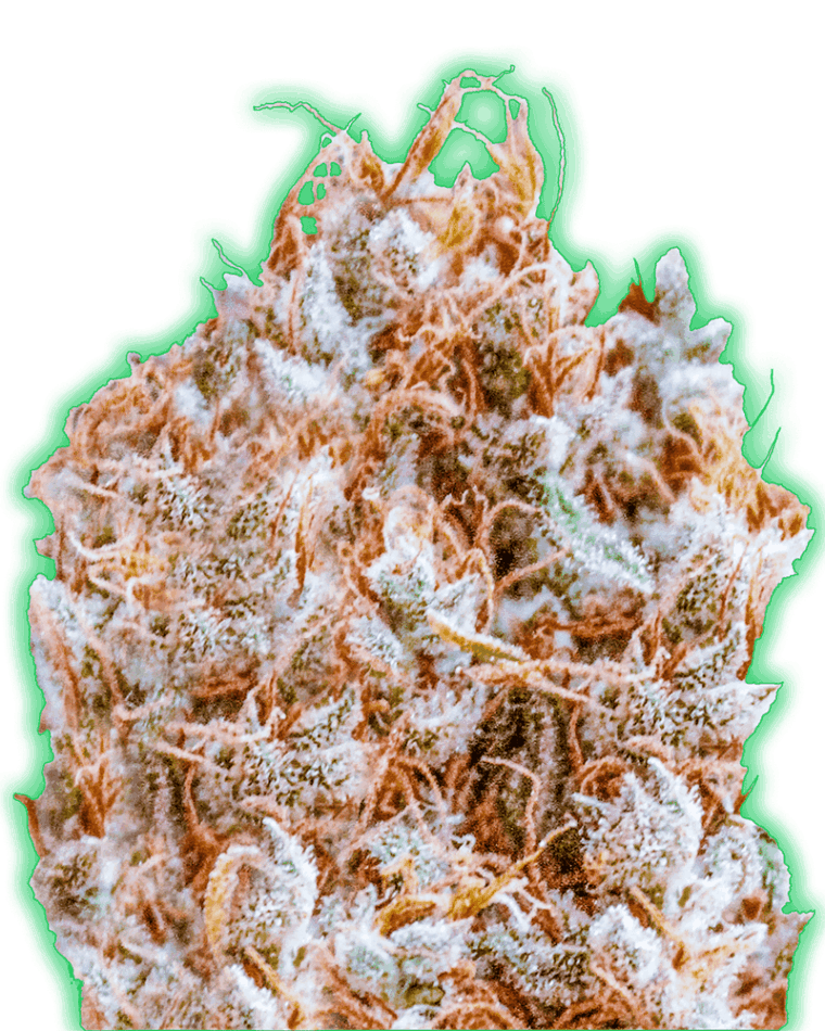 Monster Zkittles cannabis seeds – Indica Dominant – Fruity – Indoor-friendly – image 1 from Seed City
