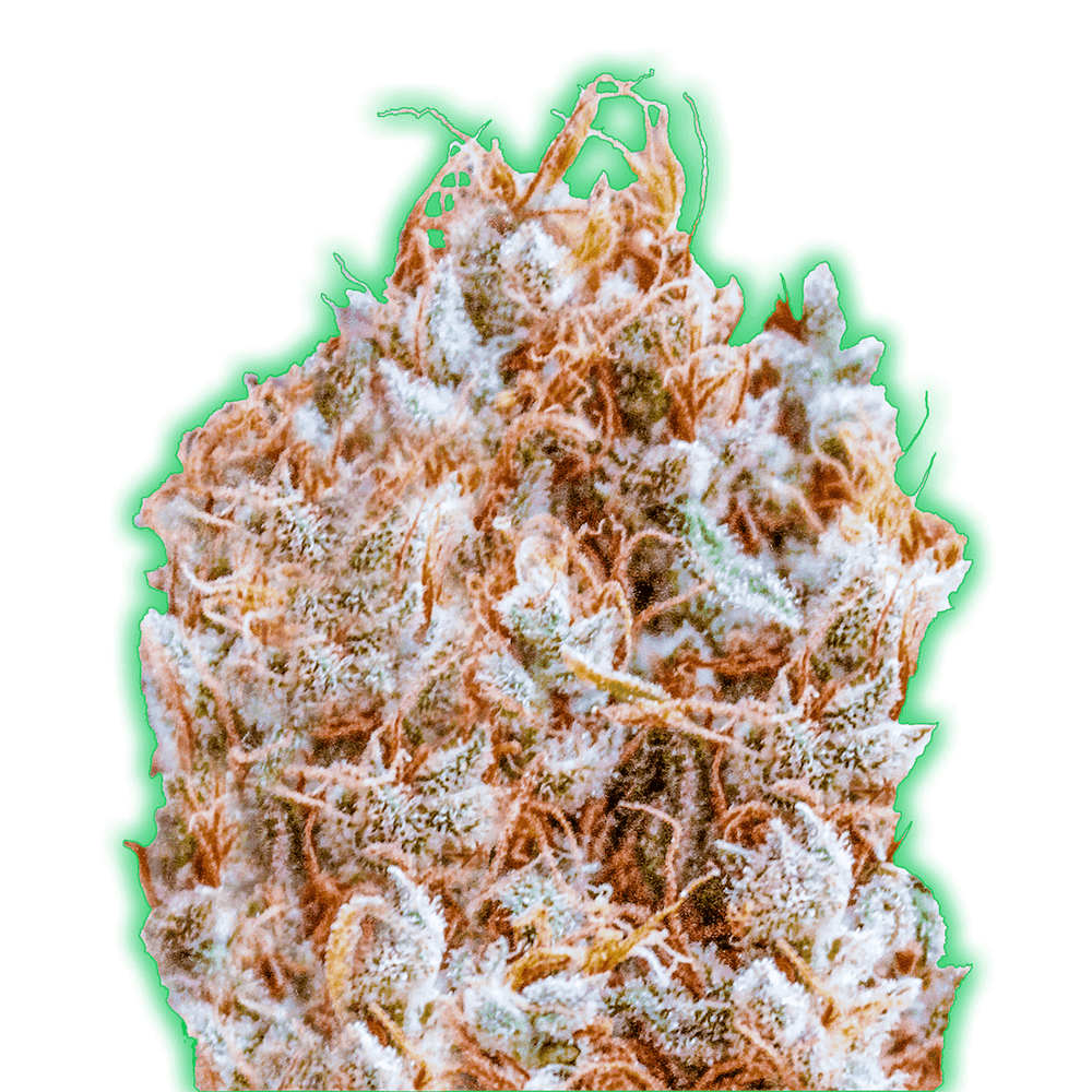 【ストロング WEED 快楽市場】TRUE 計10ml Monster Zkittles 大麻の種子 | Monster Genetics
