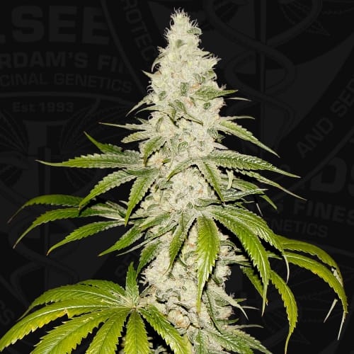 Mont Blanc - Семена от канабис от TH Seeds - Seed City