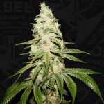 Mont Blanc from TH Seeds