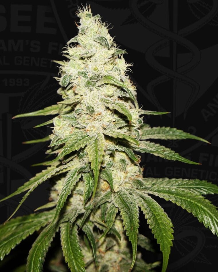 Mont Blanc from TH Seeds