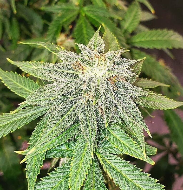 Moon Fruit from Top Shelf Elite Seeds