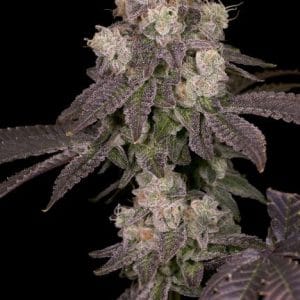 Moonbow #112 IX cannabis seeds – Excellent harvest potential – 50% Indica/50% Sativa – Indoor – image 1 from Seed City