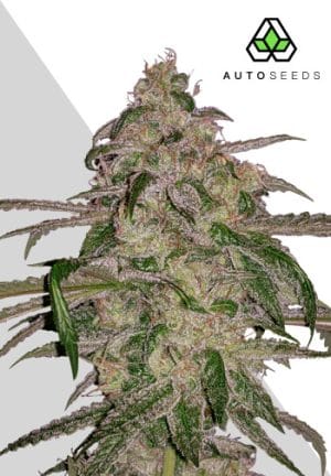 Moonrocks Auto
