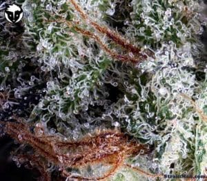 Moonshine Haze