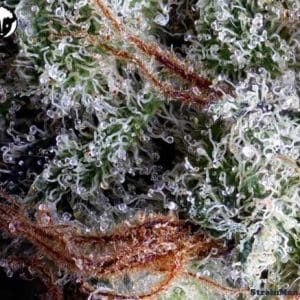 Moonshine Haze cannabis seeds – 12/12 Photoperiod – Indoor – Regular – image 1 from Seed City