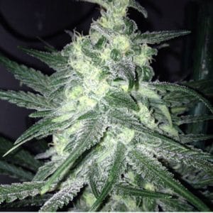 Moonshine Haze x Ghost Train Haze #1