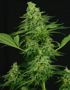 Moonshine Mass