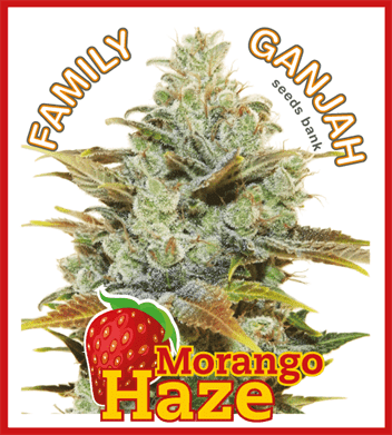 Image 1 of Morango Haze cannabis by Family Ganjah Seeds – Super Strength – Tall (140cm plus) – Female seeds – Seed City