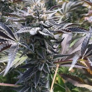 More Cowbell cannabis seeds – Regular – Herbal – Suited for indoor growing – image 1 from Seed City