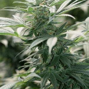 Morning Star from Emerald Triangle Seeds