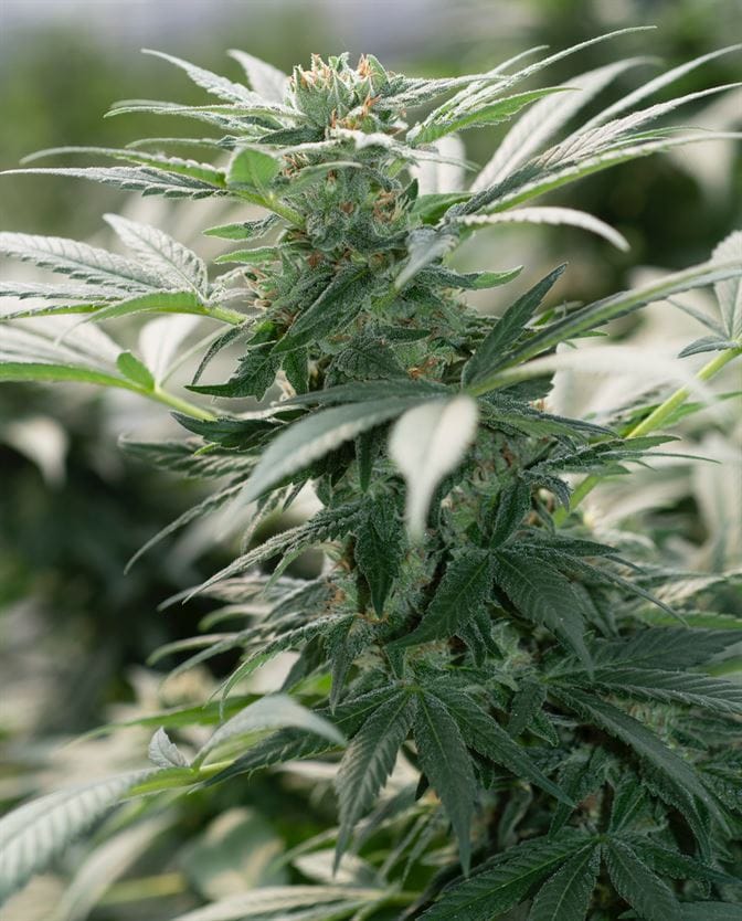 Morning Star from Emerald Triangle Seeds