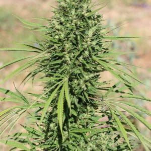 Moroccan Beldia Kif cannabis seeds – 12/12 Photoperiod – Sativa – Feminized – image 1 from Seed City