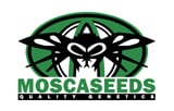 Mosca Seeds