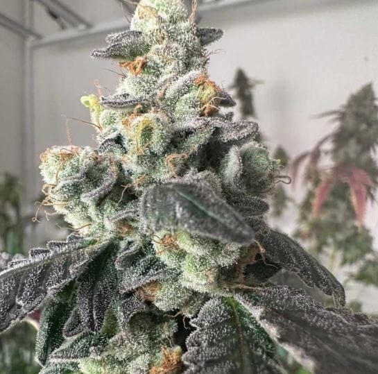 Moscow Mule by The Plug Seedbank – Excellent harvest potential – Super Strength – Fruity – image 1 – Seed City