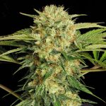 Motavation from Serious Seeds
