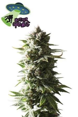 Mother Ape Shit Auto