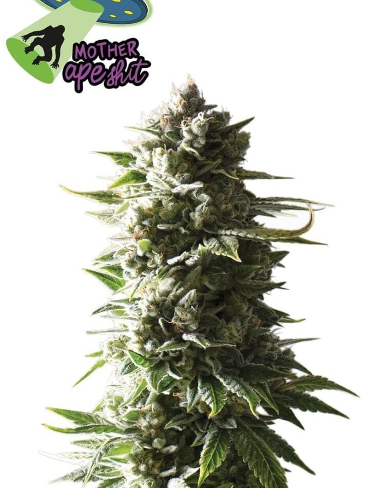 Image 1 of Mother Ape Shit Auto cannabis by Yieldmonger Seeds – Female seeds – Earthy – Auto-Flowering – Seed City