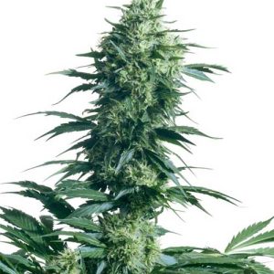 Image 1 of Mother's Finest cannabis by Sensi Seeds – High Yielding – Cerebral – Mostly Sativa – Seed City