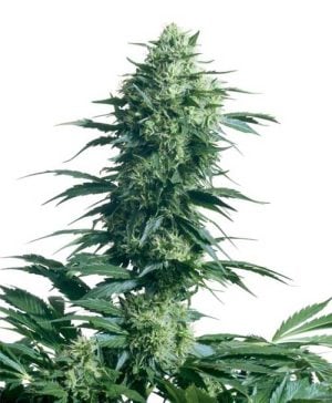 Mother’s Finest