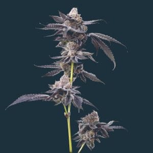 Motor Breath from Mavericks Genetics