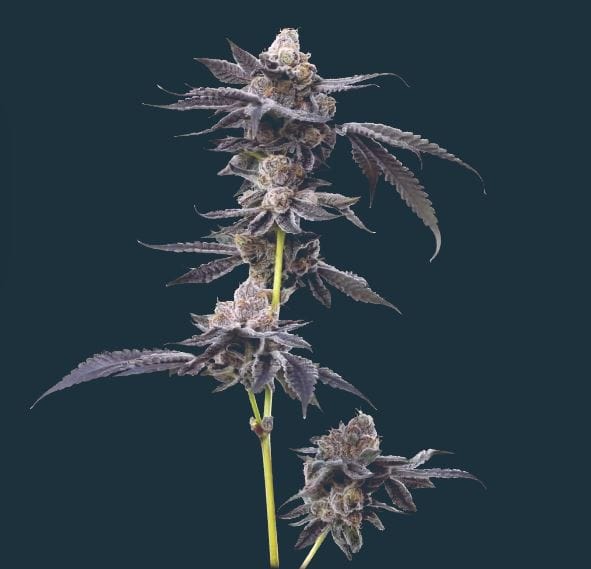 Motor Breath from Mavericks Genetics
