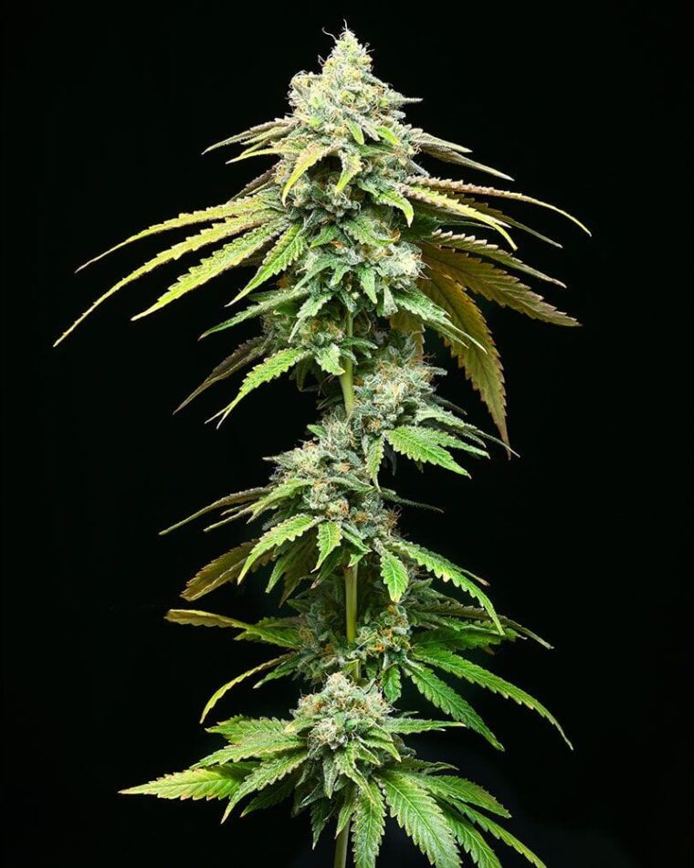 Feminized – 12/12 Photoperiod – Indoor-friendly – Motor City strain – image 1 – from Cookies Seed Bank via Seed City