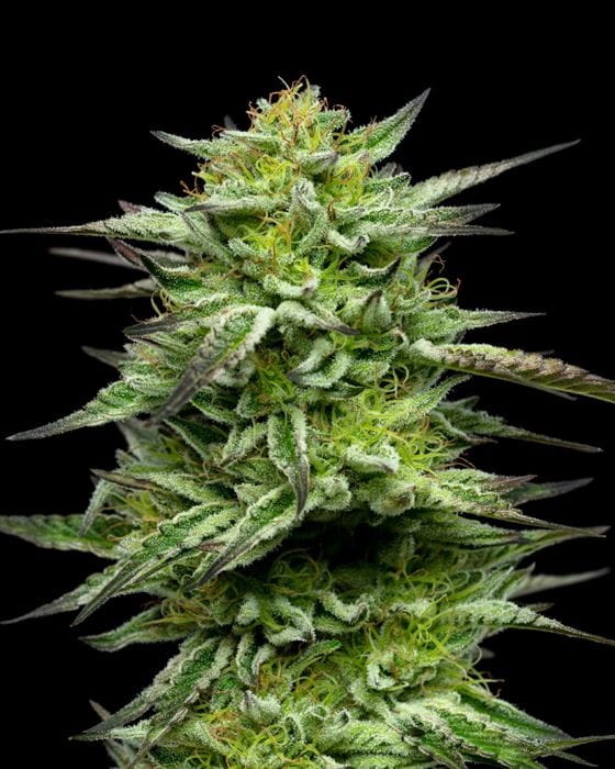 Mountaintop Mint from Humboldt Seed Company