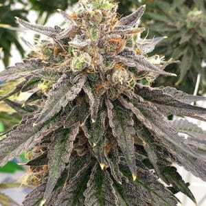 Indica-heavy – Uplifting – Indoor-friendly – Mouse Trap strain – image 1 – from Rare Dankness Seeds via Seed City