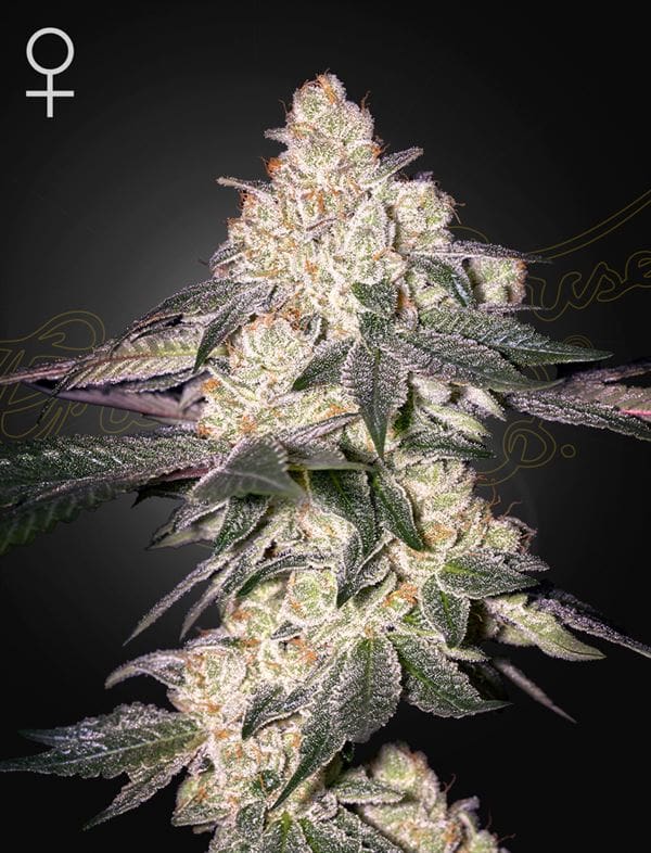 12/12 Photoperiod – Female seeds – Indica Dominant – Moweeto strain – image 1 – from Green House Seeds via Seed City