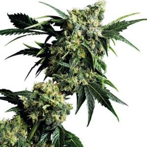 Mr Nice G13 x Hashplant by Sensi Seeds – Regular – 12/12 Photoperiod – Suited for indoor growing – image 1 – Seed City