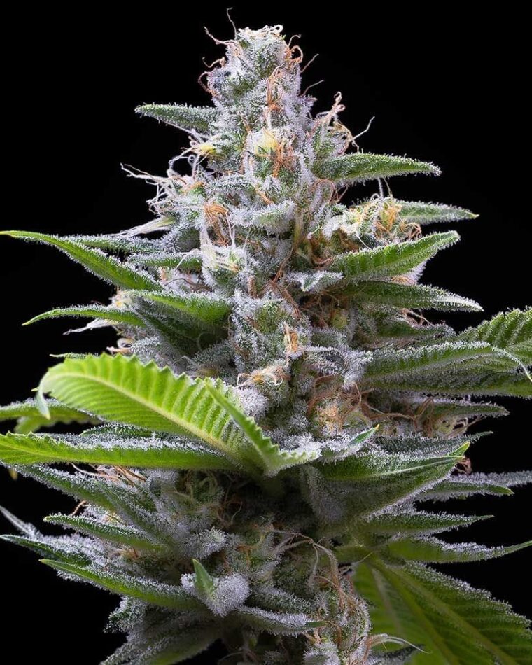 Gassy – Indoor – 50% Indica/50% Sativa – Murder Hornet strain – image 1 – from Cookies Seed Bank via Seed City