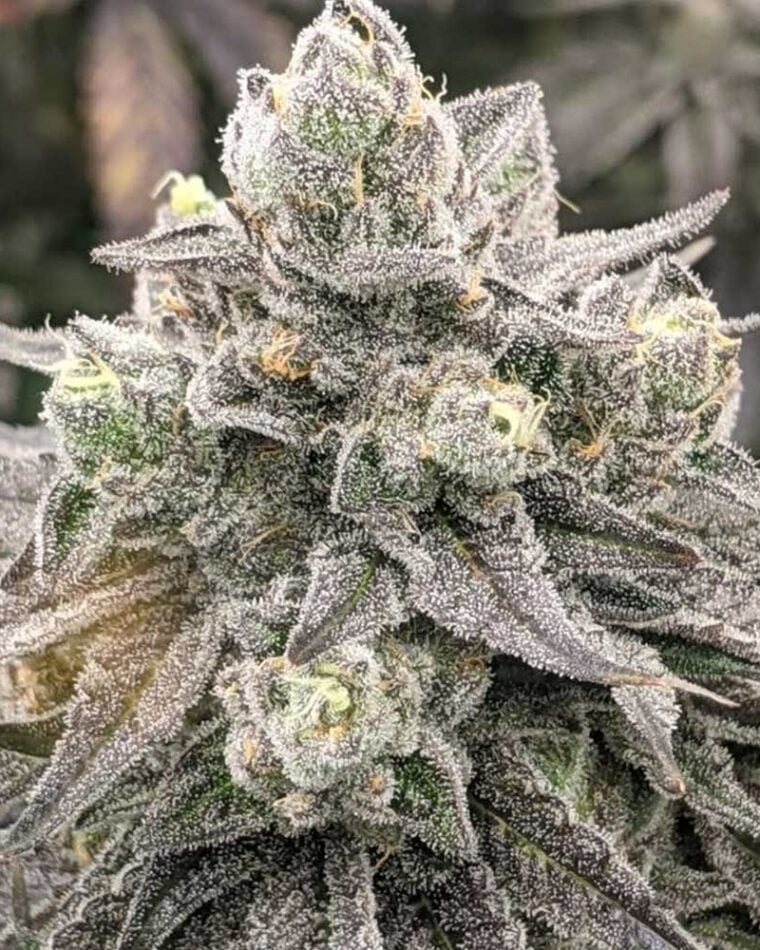 Muscadine cannabis seeds – 12/12 Photoperiod – Grape – Good for outdoor grow – image 1 from Seed City