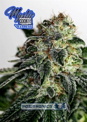 Mystic Cookie Express