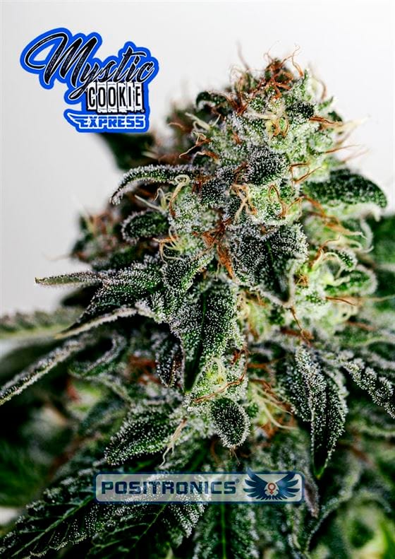 Image 1 of Mystic Cookie Express cannabis by Positronic Seeds – Mango – Auto-Flowering – Indoor-friendly – Seed City