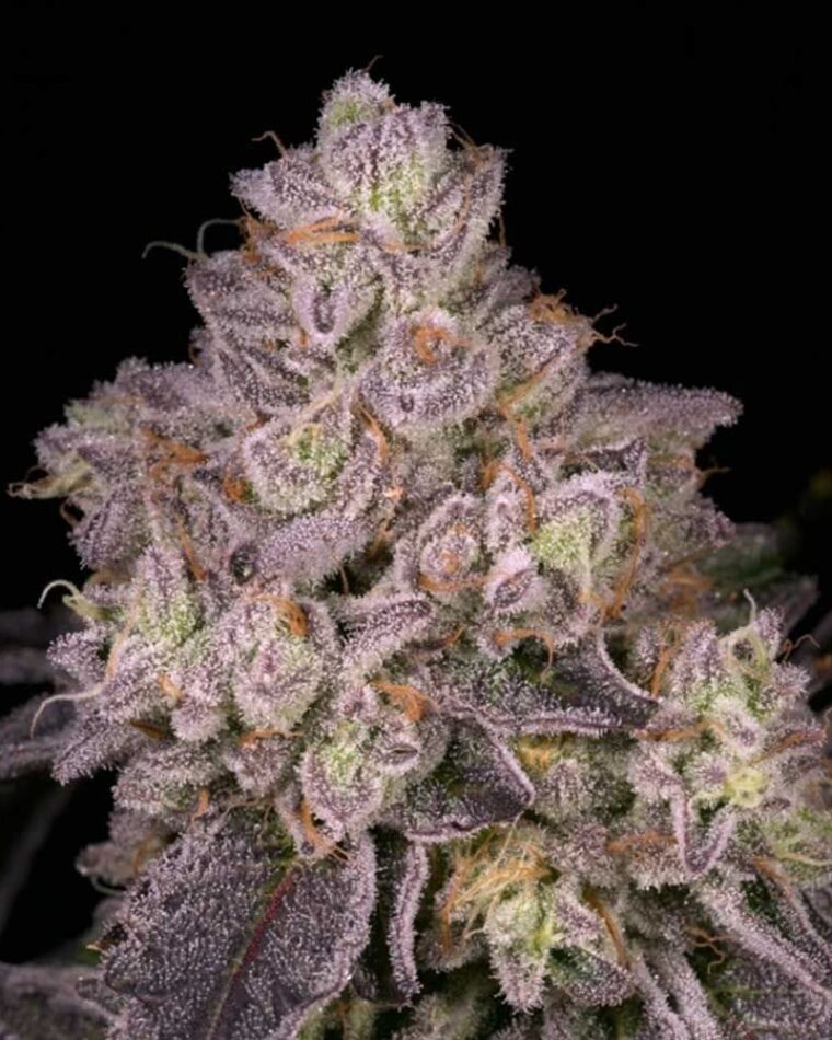 12/12 Photoperiod – Regular – Outdoor – NFS strain – image 1 – from Archive Seeds via Seed City