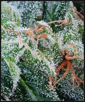 Image 2 of NL5 Haze Mist cannabis by Green House Seeds – Mostly Sativa – Outdoor – Tall (140cm plus) – Seed City