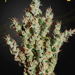 Image 1 of NL5 Haze Mist cannabis by Green House Seeds – Tall (140cm plus) – Nerve Pain – Mostly Sativa – Seed City