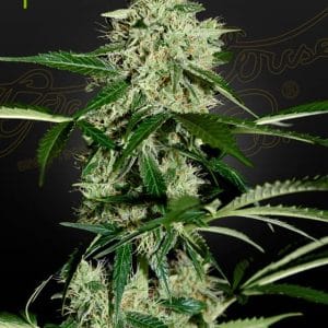 Image 1 of NL Autoflowering cannabis by Green House Seeds – Incense – Outdoor – Female seeds – Seed City