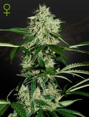 NL Autoflowering