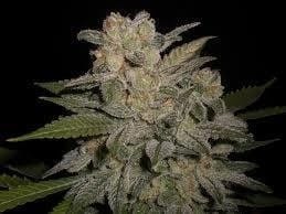 NL #5 x Big Bud #1 Auto cannabis – image 1 – Seed City
