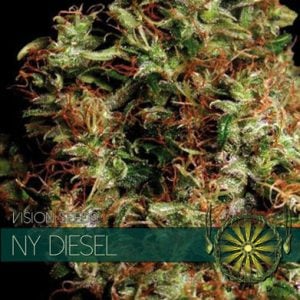 Middle of October – Female seeds – Tall (140cm plus) – NY Diesel strain – image 1 – from Vision Seeds via Seed City