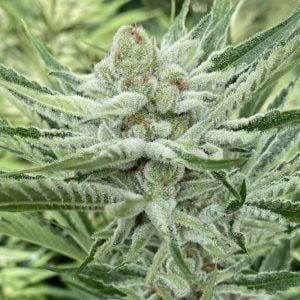 Guaranteed female plants – Fruity – 12/12 Photoperiod – Nam Wah strain – image 1 – from Symbiotic Genetics via Seed City