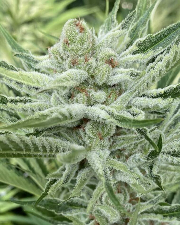 Guaranteed female plants – Fruity – 12/12 Photoperiod – Nam Wah strain – image 1 – from Symbiotic Genetics via Seed City