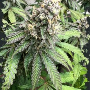 Nana Budder by ElevenThirty Genetics – Guaranteed female plants – Indica-heavy – Banana – image 1 – Seed City