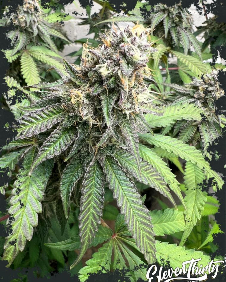 Nana Budder by ElevenThirty Genetics – Guaranteed female plants – Indica-heavy – Banana – image 1 – Seed City