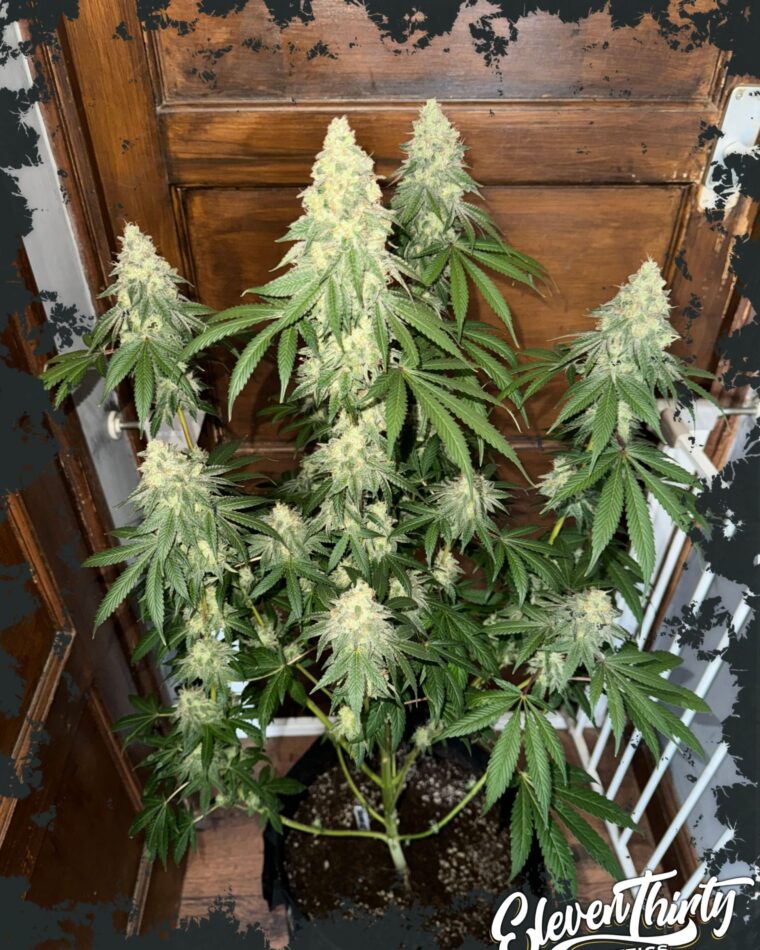 Nana Budder Auto cannabis seeds – Relaxing – Hashy – The End of September – image 1 from Seed City