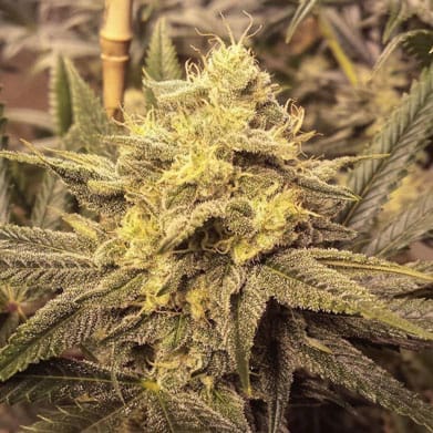Nana Pie by Garden Ablaze Seeds – Suited for indoor growing – Indica Dominant – 12/12 Photoperiod – image 1 – Seed City